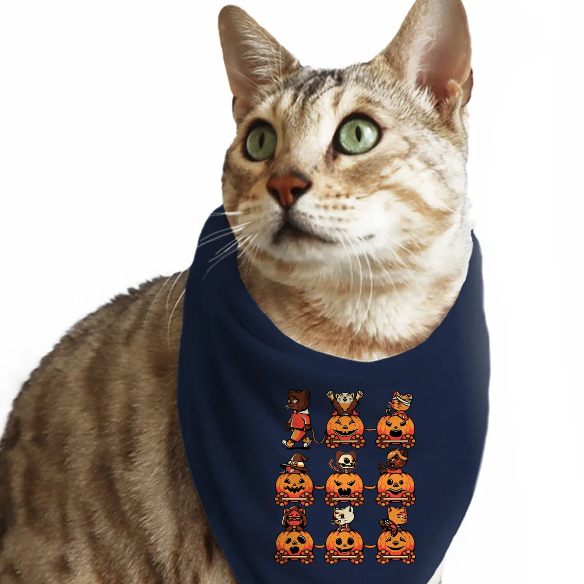 9 Lives